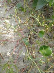 Blutaparon portulacoides