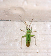 Blepharidopterus angulatus