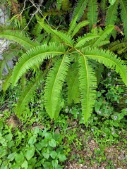 Dicranopteris