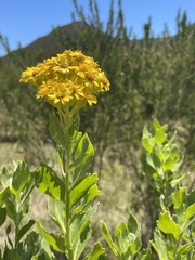 Senecio halimifolius