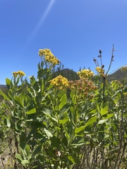 Senecio halimifolius