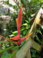 Heliconia spathocircinata