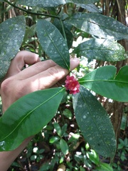 Psychotria nuda