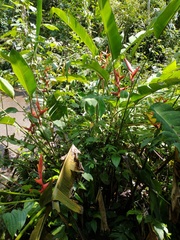 Heliconia spathocircinata