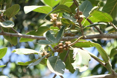 Ficus benghalensis