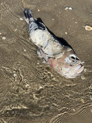 Astroscopus y-graecum