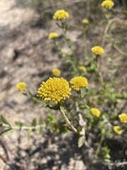 Helichrysum