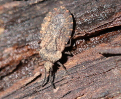 Aradus corticalis