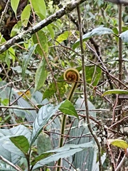 Cyathea