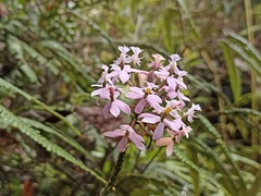 Epidendrum