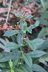 Lycopus charkeviczii