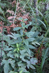 Lycopus charkeviczii