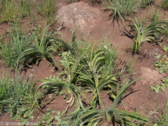 Hypoxis hemerocallidea