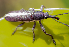 Rhinotia