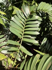 Zamia furfuracea