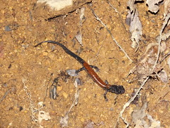 Plethodon yonahlossee