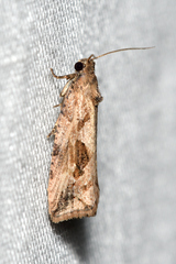 Endothenia quadrimaculana