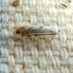 Phyllonorycter harrisella