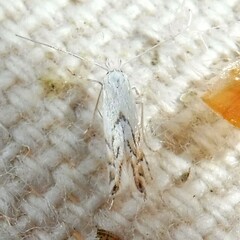 Phyllonorycter harrisella