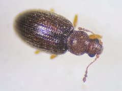 Corticarina