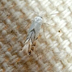 Phyllonorycter harrisella