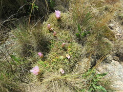 Gymnocalycium monvillei