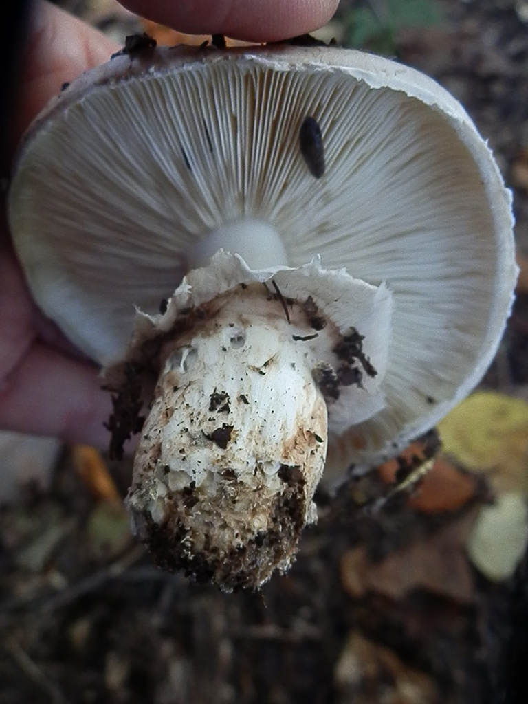 False Matsutake from Marion, Virginia, USA on October 07, 2015 by pinonbistro · iNaturalist