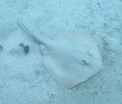 Trygonoptera testacea