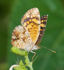 Phyciodes graphica