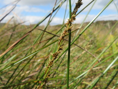 Carex tereticaulis