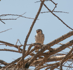 Polihierax semitorquatus