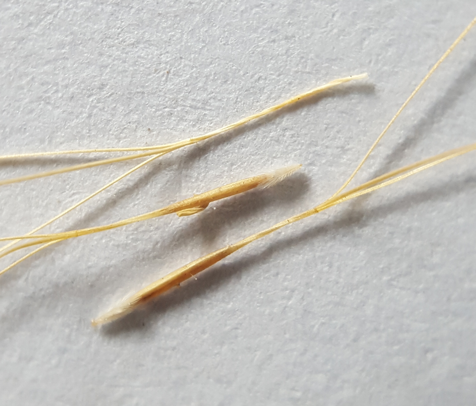 (c) François Rousseu, certains droits réservés (CC BY-NC) https://www.inaturalist.org/observations/143044362