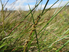 Carex tereticaulis