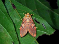 Ammatho cuneonotatus