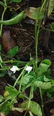 Phaseolus vulgaris