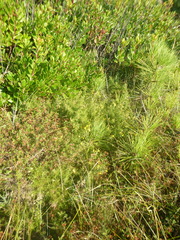 Ulex