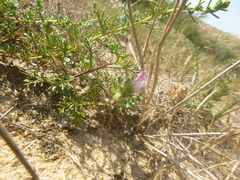 Ononis spinosa procurrens