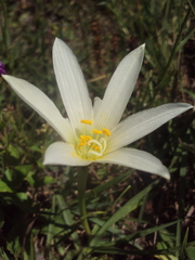 Zephyranthes