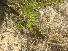 Ononis spinosa procurrens