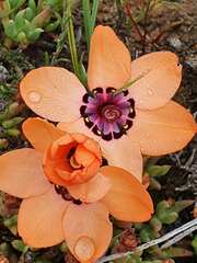 Sparaxis elegans