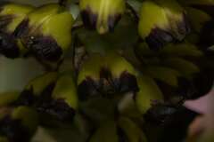 Pterygodium ingeanum