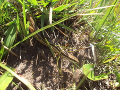 Aspronema dorsivittatum