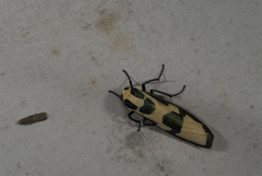 Chrysaeglia magnifica