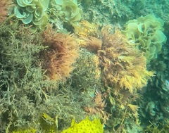 Rhodophyta