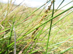 Carex tereticaulis