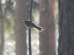 Parus major