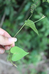 Ipomoea trifida