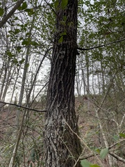 Carya tomentosa