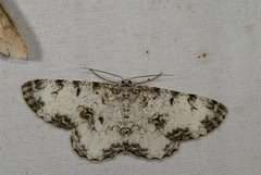 Hypomecis percnioides