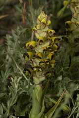 Pterygodium ingeanum
